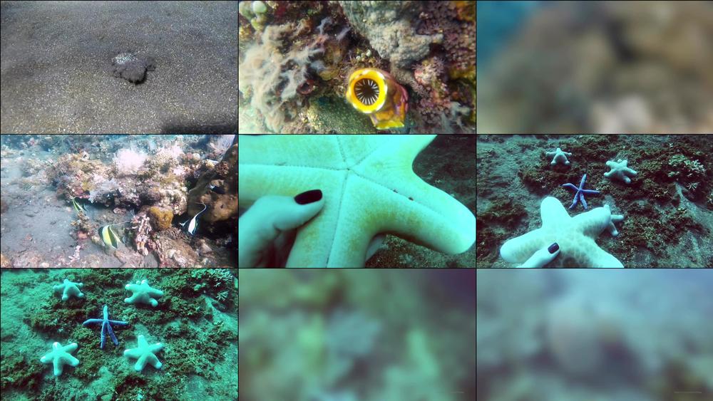 missfox 28 01 2020 20169140 Have a look of underwater on Bali with me