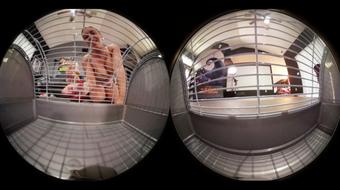 VR360 2 Giantess Make U Their Foot Slave (Ginary)