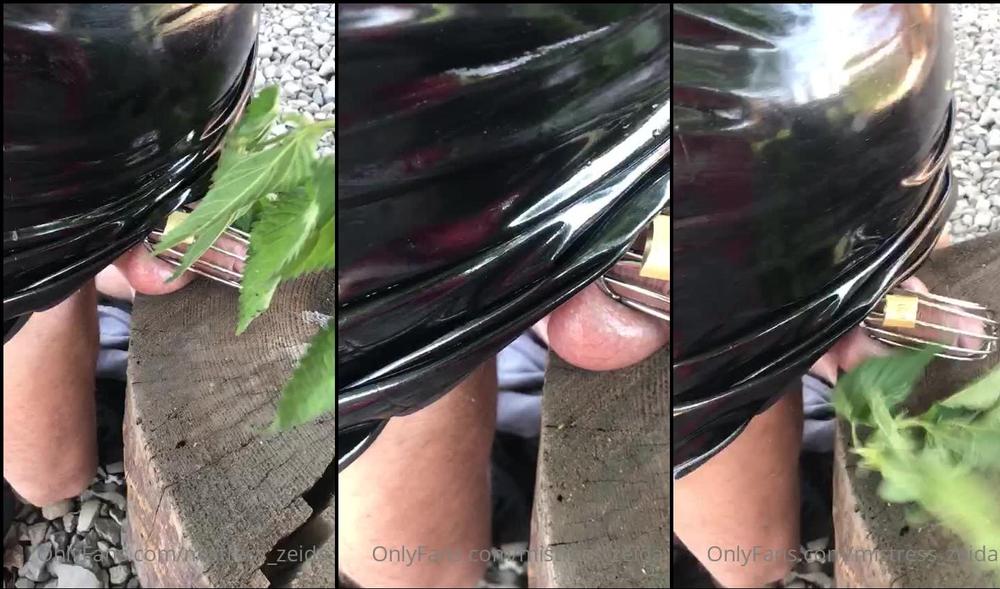 mistress_zeida 04 07 2022 2510242312 Nettle whip my Australian sissyâs owned locked cock