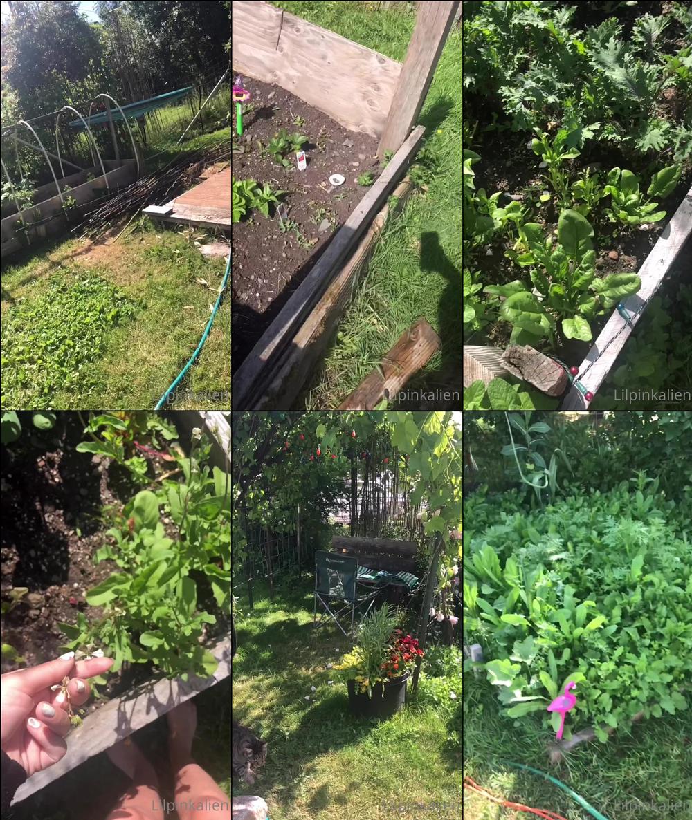 lilpinkalien 26679464 2020 06 04 ok dis my garden