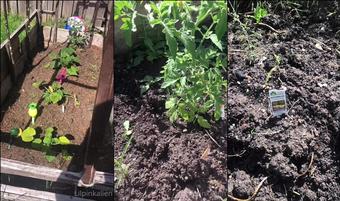lilpinkalien 26679464 2020 06 04 ok dis my garden (lilpinkalien)